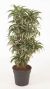 Dracaena Kanzi