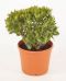 Crassula ovata