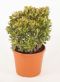 Crassula Ovata Sunset