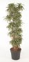 fragrans (Compacta Grp) Kanzi