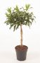 Dracaena reflexa Song of Jamaica
