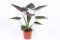 Alocasia Wentii