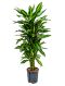 Dracaena cintho