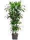 Syngonium Red Spot blad