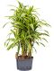 Epipremnum Pinnatum Global Green