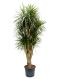Epipremnum Pinnatum Global Green