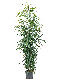 Syngonium Red Spot blad