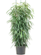 Epipremnum Pinnatum Global Green