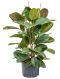 Epipremnum Pinnatum Global Green