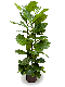 Syngonium Red Spot blad