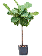 Scindapsus Treubii Dark