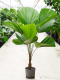 Monstera Siltepecana