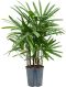 Philodendron Plowmanii