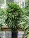 Epipremnum Pinnatum Global Green