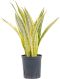 Epipremnum Pinnatum Global Green