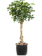 Monstera Siltepecana