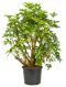 Scindapsus Treubii Dark plant