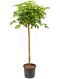 Epipremnum Pinnatum Global Green