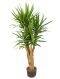 Epipremnum Pinnatum Global Green blad variegata