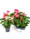 Anthurium and. maine 4/tray