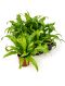 Asplenium antiquum 6/tray