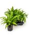 Asplenium antiquum 6/tray