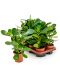 Clusia rosea green magic 6/tray