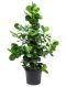 Scindapsus Treubii Dark plant