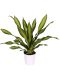 Dracaena charley