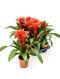 Guzmania optima 6/tray