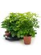 Schefflera arboricola nora 6/tray