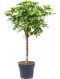 Syngonium Three Kings blad