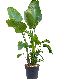 Syngonium Red Spot blad