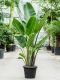 Monstera Siltepecana