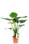 Alocasia met groene grote bladeren kopen
