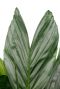 Syngonium Red Spot blad