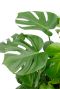 Monstera Siltepecana