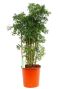 Mooie Aralia (polyscias) ming online kopen