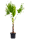 Scindapsus Treubii Dark