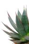 Agave met blauw groene bladeren bestellen