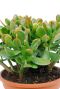 Alocasia Branchifolia Pink Passion blad