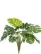 Monstera