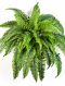 Boston fern