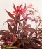 Syngonium Pink Splash