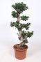 Ficus Microcarpa