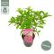Alocasia Branchifolia Pink Passion blad