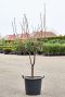 Acer griseaum die niet bloeit