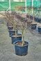 Acer palmatum garnet voor bloeiperiode