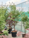 Acer tuinplant
