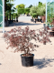 Acer tuinplanten